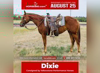 American Quarter Horse, Stute, 2 Jahre, 147 cm, Rotfuchs
