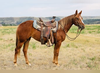 American Quarter Horse, Stute, 2 Jahre, 147 cm, Rotfuchs