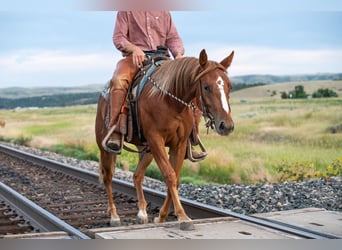American Quarter Horse, Stute, 2 Jahre, 147 cm, Rotfuchs