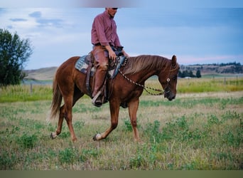 American Quarter Horse, Stute, 2 Jahre, 147 cm, Rotfuchs