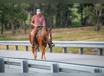American Quarter Horse, Stute, 2 Jahre, 147 cm, Rotfuchs