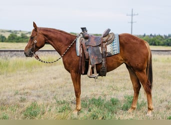 American Quarter Horse, Stute, 2 Jahre, 147 cm, Rotfuchs