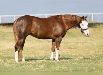 American Quarter Horse, Stute, 2 Jahre, 147 cm, Rotfuchs
