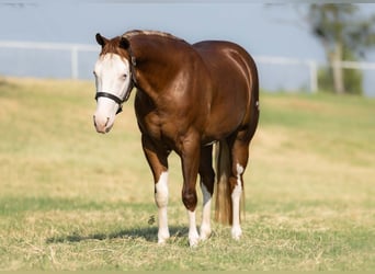 American Quarter Horse, Stute, 2 Jahre, 147 cm, Rotfuchs