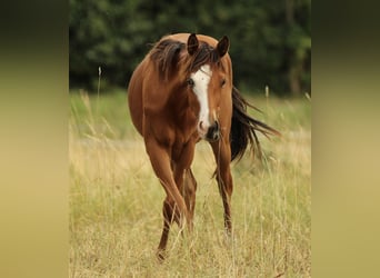 American Quarter Horse, Stute, 2 Jahre, 148 cm, Brauner
