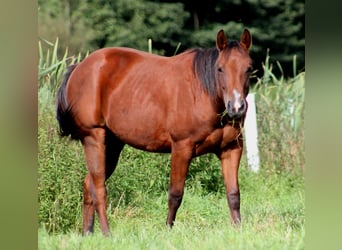 American Quarter Horse, Stute, 2 Jahre, 148 cm, Brauner