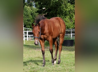 American Quarter Horse, Stute, 2 Jahre, 148 cm, Brauner