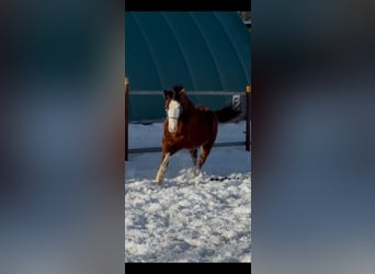 American Quarter Horse, Stute, 2 Jahre, 148 cm, Brauner