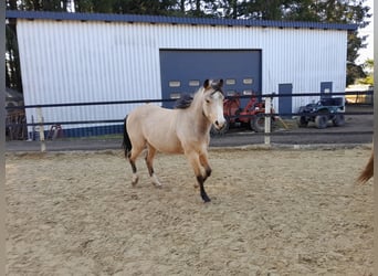 American Quarter Horse, Stute, 2 Jahre, 148 cm, Buckskin