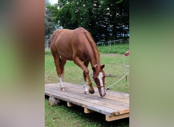 American Quarter Horse, Stute, 2 Jahre, 148 cm, Fuchs