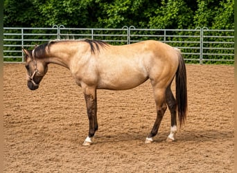 American Quarter Horse, Stute, 2 Jahre, 148 cm, Grullo