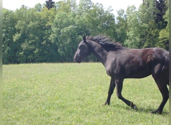 American Quarter Horse, Stute, 2 Jahre, 148 cm, Rappe
