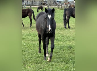 American Quarter Horse Mix, Stute, 2 Jahre, 148 cm, Schwarzbrauner