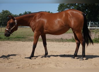 American Quarter Horse, Stute, 2 Jahre, 150 cm, Brauner