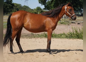 American Quarter Horse, Stute, 2 Jahre, 150 cm, Brauner