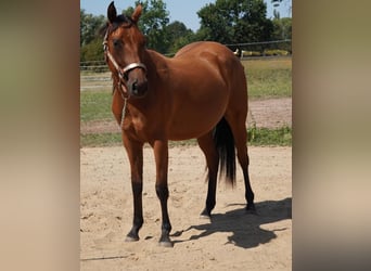 American Quarter Horse, Stute, 2 Jahre, 150 cm, Brauner