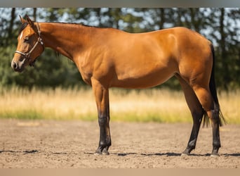 American Quarter Horse, Stute, 2 Jahre, 150 cm, Brauner