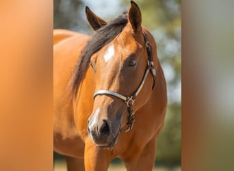 American Quarter Horse, Stute, 2 Jahre, 150 cm, Brauner