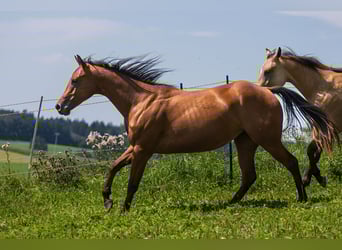 American Quarter Horse, Stute, 2 Jahre, 150 cm, Brauner