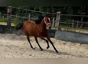 American Quarter Horse, Stute, 2 Jahre, 150 cm, Brauner