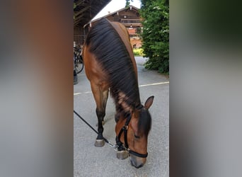 American Quarter Horse, Stute, 2 Jahre, 150 cm, Brauner