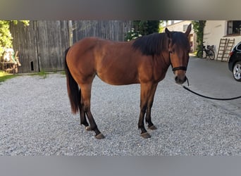 American Quarter Horse, Stute, 2 Jahre, 150 cm, Brauner