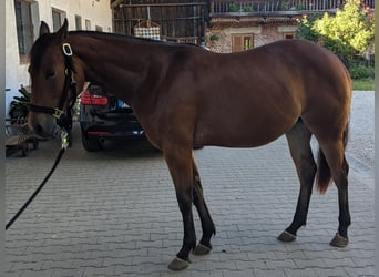 American Quarter Horse, Stute, 2 Jahre, 150 cm, Brauner