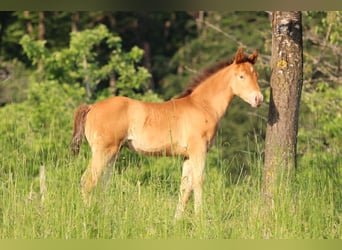 American Quarter Horse Mix, Stute, 2 Jahre, 150 cm, Champagne