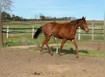 American Quarter Horse, Stute, 2 Jahre, 150 cm, Dunkelfuchs