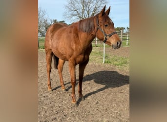 American Quarter Horse, Stute, 2 Jahre, 150 cm, Dunkelfuchs