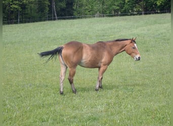 American Quarter Horse, Stute, 2 Jahre, 150 cm, Dunkelfuchs