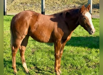 American Quarter Horse, Stute, 2 Jahre, 150 cm, Dunkelfuchs