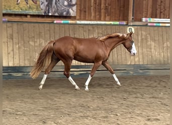 American Quarter Horse, Stute, 2 Jahre, 150 cm, Fuchs