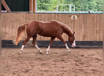 American Quarter Horse, Stute, 2 Jahre, 150 cm, Fuchs