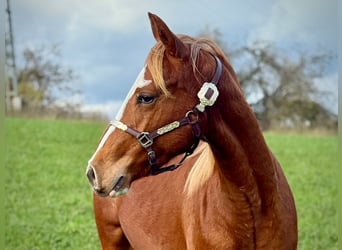 American Quarter Horse, Stute, 2 Jahre, 150 cm, Fuchs