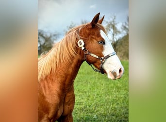 American Quarter Horse, Stute, 2 Jahre, 150 cm, Fuchs