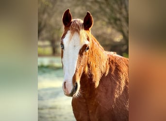 American Quarter Horse, Stute, 2 Jahre, 150 cm, Fuchs