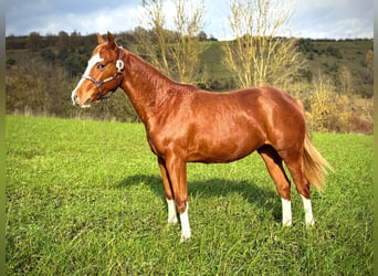 American Quarter Horse, Stute, 2 Jahre, 150 cm, Fuchs