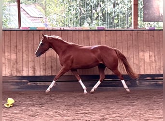 American Quarter Horse, Stute, 2 Jahre, 150 cm, Fuchs