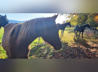 American Quarter Horse, Stute, 2 Jahre, 150 cm, Fuchs