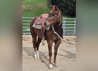 American Quarter Horse, Stute, 2 Jahre, 150 cm, Fuchs