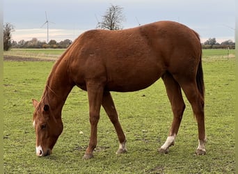 American Quarter Horse, Stute, 2 Jahre, 150 cm, Fuchs