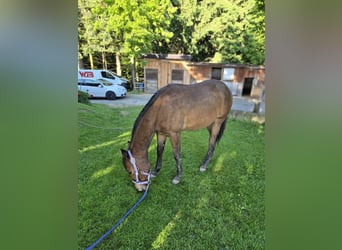 American Quarter Horse, Stute, 2 Jahre, 150 cm, Fuchs
