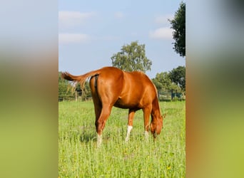 American Quarter Horse, Stute, 2 Jahre, 150 cm, Fuchs
