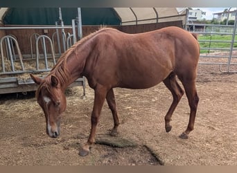 American Quarter Horse, Stute, 2 Jahre, 150 cm, Fuchs