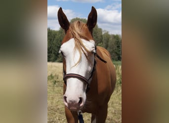 American Quarter Horse, Stute, 2 Jahre, 150 cm, Fuchs