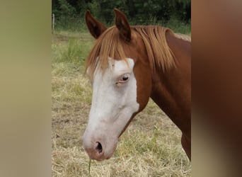 American Quarter Horse, Stute, 2 Jahre, 150 cm, Fuchs