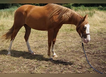 American Quarter Horse, Stute, 2 Jahre, 150 cm, Fuchs