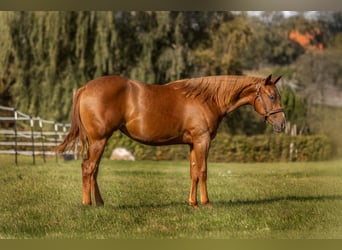 American Quarter Horse, Stute, 2 Jahre, 150 cm, Fuchs