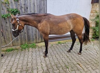 American Quarter Horse, Stute, 2 Jahre, 150 cm, Grullo
